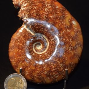 AMMONITE polie Madagascar