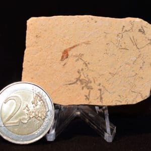 POISSON FOSSILE Brésil